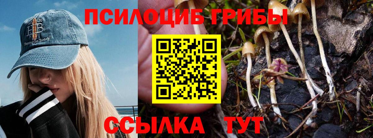 Владикавказ  Псилоцибиновые грибы Cubensis  Вход с VPN 